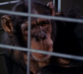 Benny the Chimpanzee