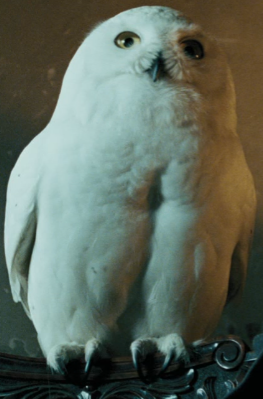 File:Hedwig 3 - Edited.png
