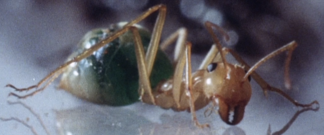 File:Ant Phase IV - Edited.png