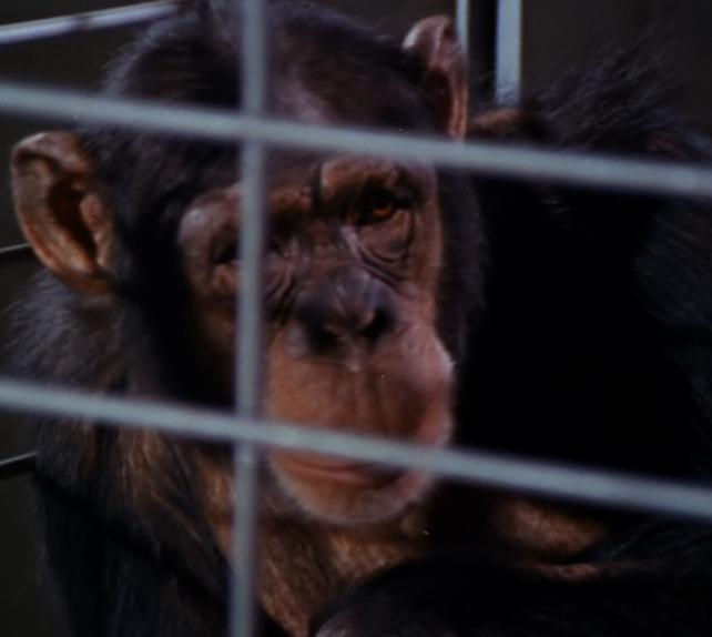 File:Benny the Chimpanzee - Edited.png