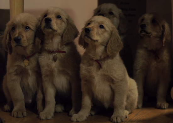 Golden Puppies - Edited.png