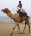 Lead Camel Jockey