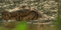 Lake Placid Crocodile