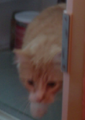 Cat in Refridgerator