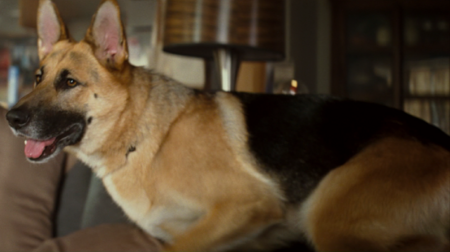 I Am Legend Dog
