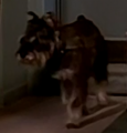 Bugsy